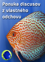 discus odchov