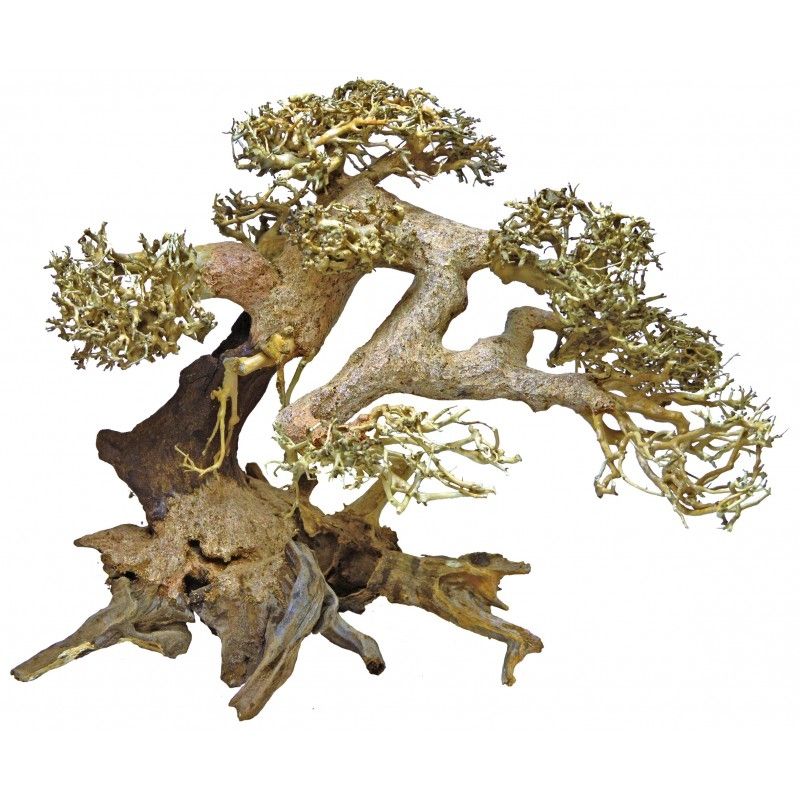 Bonsai Tree SSS (12 cm, diam. 16 cm)