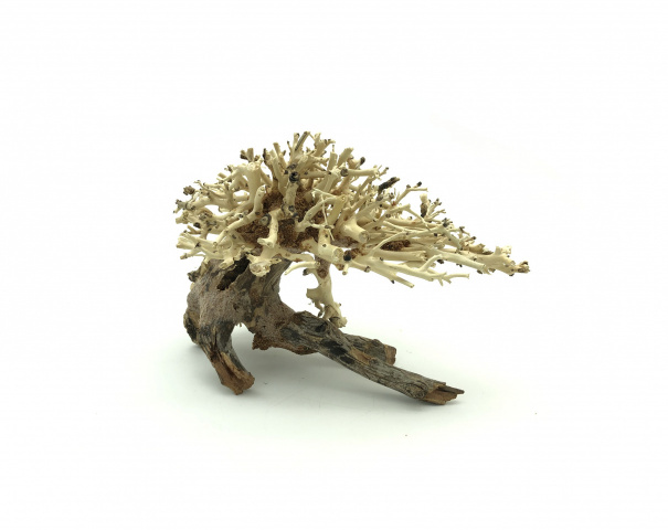 Bonsai Driftwood 20cm x 15cm No.10