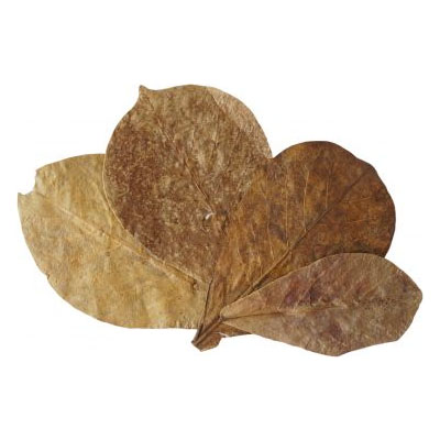 Catappa listy z mandlovníka 15g