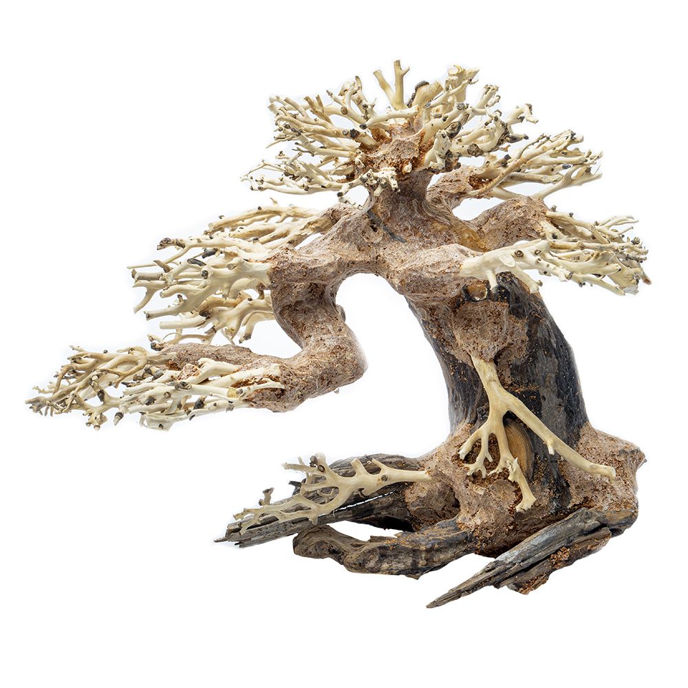Bonsai Tree S (23x17x10 cm)