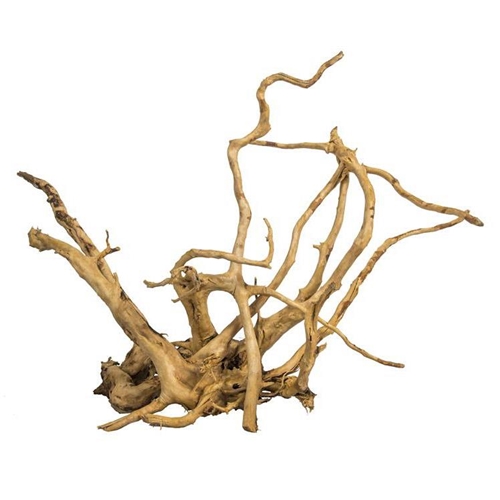 Koreň Red Moor finger Root M